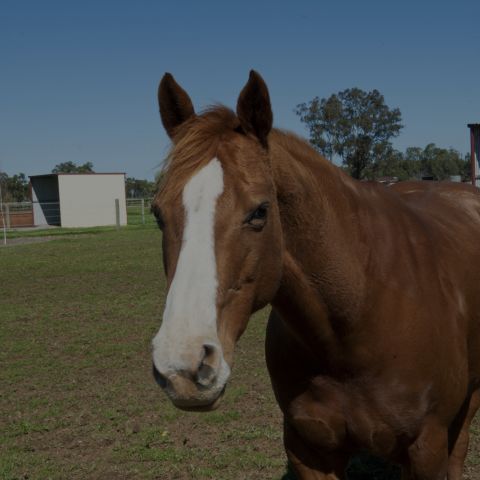 Horse Riding